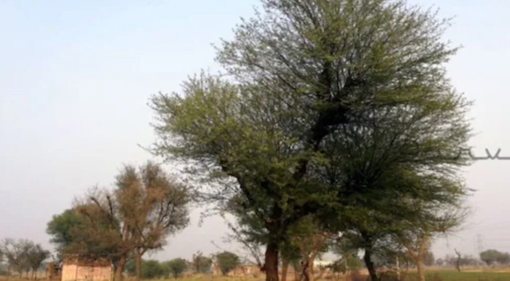 खेजड़ी बचाओ महापड़ाव को मिला RLP का खुला समर्थन, संघर्ष को जीत तक ले जाने का ऐलान